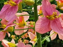 -中国天府农业博览园