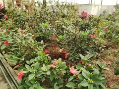 -石家庄市植物园