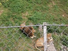 -石家庄市动物园