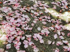 -高东镇樱花园