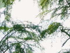 -深圳市中科院仙湖植物园