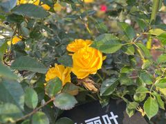-立新湖公园
