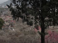 -香雪海