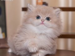 -小猫来了·猫舍(红山六九七九店)