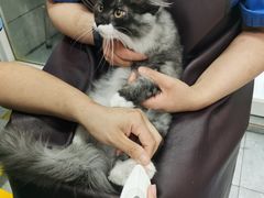 -宠福鑫康馨动物医院·骨科·眼科