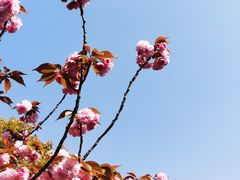 -高东镇樱花园