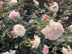 -人民公园(罗湖区)