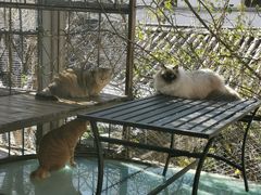 -喵屿·大理花园猫咖