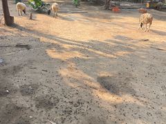 -光明农场大观园