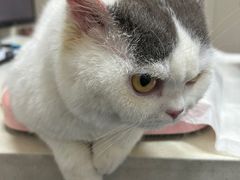 -瑞鹏宠物医院·爱宠堂·骨外专科(西荷分院)