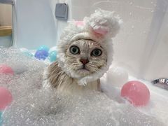 -佐罗家宠物馆·猫文化馆(紫霞路店)
