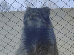 -青藏高原野生动物园