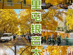 -三里屯东五街银杏大道