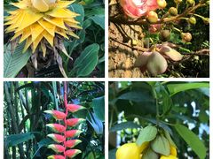 -中国科学院华南植物园