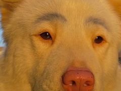 -赤坂亭M9和牛烧肉·日料398放题(万达店)