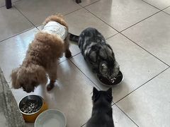 -天使宠物医院·犬猫分诊(彩虹店)