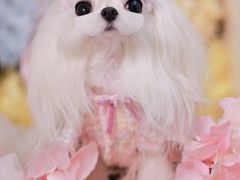 -萌宠之家·腊肠犬·马尔泰·小体犬舍