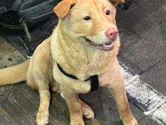 -汤氏美食台山水步特色黄鳝饭(龙津东路店)