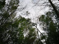 -幸福树餐厅