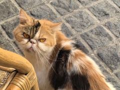 -猫岛主趣味餐厅(鼓浪屿店)
