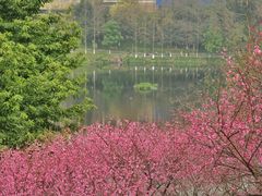 -重庆彩云湖湿地公园