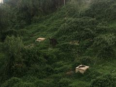 -企鹅岛
