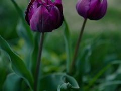 -西湖外事游船(花港观鱼码头)