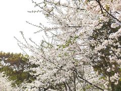 -南山植物园