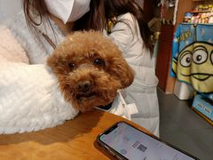 -Tim炒酸奶