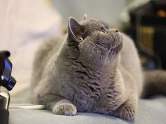 -猫大福·Fortune Cat猫舍(百子湾店)