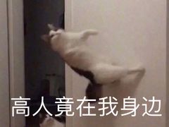 -宠爱国际动物医院· 猫科· 外科·中兽医(长白店)