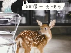 -浣熊柯尔鸭土拨鼠·电玩咖