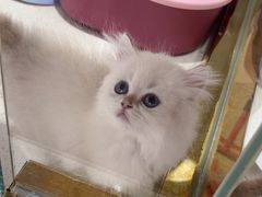 -糯米喵星人总部直营旗舰店·猫舍·幼猫出售