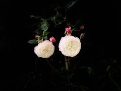 -三圣花乡旅游区