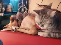 -猫色咖啡·猫咖