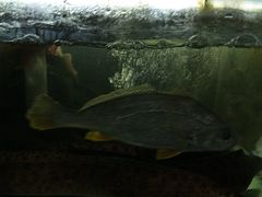 -罗源湾8号渔排