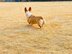 -趣玩宠物乐园寄养训犬训狗游泳池