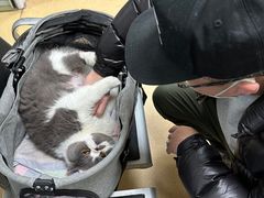 -瑞派·关忠动物医院·猫专科·犬专科(三环新城店)