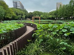 -陈家山荷花公园