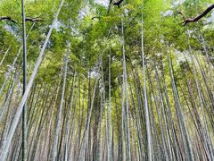 -同里国家湿地公园