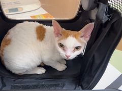 -瑞派康怡24h宠物医院·犬猫医疗中心·微创绝育(瑞景分院)