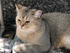 -喵屿·大理花园猫咖