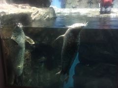 -鹿儿岛水族馆