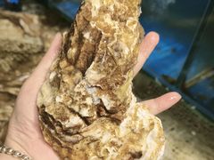 -潮庭·大连海鲜·炭火烧烤·扇贝王(大连店)