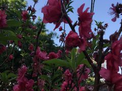 -桃花涧