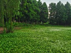 -西山漾湿地公园