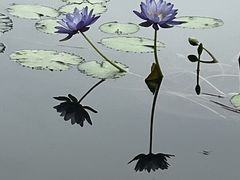-莲花池公园