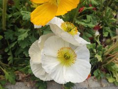 -徐家汇源景区-衡山公园