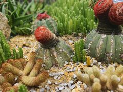 -中国科学院华南植物园
