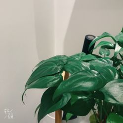 -紫御国际抗衰ZOE ANTI AGING